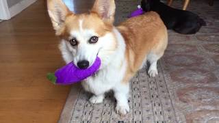 Corgi Yuki wont Fetch without Eggplant [upl. by Gilroy]