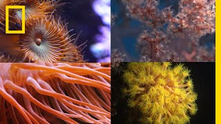 Coral Reefs 101  National Geographic [upl. by Akinehc67]