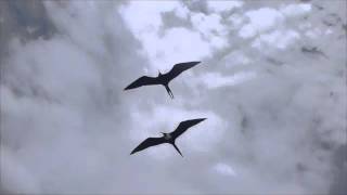 Flight With Frigate Birds [upl. by Chitkara]