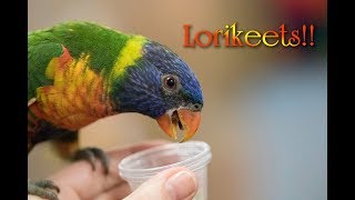 Lorikeet Encounter Sonoma County Fair [upl. by Eisaj532]