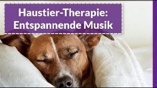 Entspannende Musik für SchlafHunde und Katzen  Schlafmusik für Hunde und Katzen [upl. by Enid]