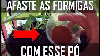 COMO ELIMINAR AS FORMIGAS DAS PLANTAS  USE ESSE PÓ [upl. by Ahtibbat831]