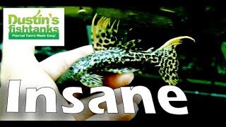 PLECO FISH like no other Wild Caught Brazilian Pleco L273 [upl. by Kowalski]