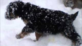 neige des chiots 2010wmv [upl. by Odlavu]