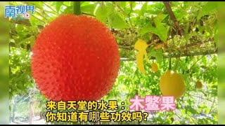 【南视界】来自天堂的水果木鳖果 你知道有哪些功效吗？ [upl. by Anitsugua]