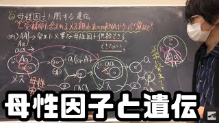 母性因子が関係する遺伝の問題 高校生物 [upl. by Ellehsar809]