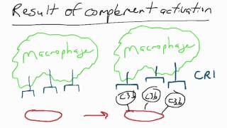 Result of complement activation  opsonization [upl. by Haldis296]