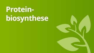 Proteinbiosynthese – Vergleich von Prokaryoten und Eukaryoten  Biologie [upl. by Maxine]