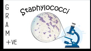 gram ve staphylococcus species characteristic خصائص وأنواع الخلايا المكورة العنقودية [upl. by Daberath574]