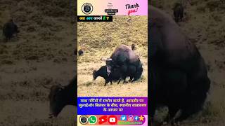 याक स्वांद के बारे में रोचक तथ्य 😱🦬shortsanimaltrendingfactsviralytshortsyoutubeshorts [upl. by Bari268]