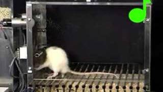 Conditioned suppression of a rats lever pressing [upl. by Aldwon536]