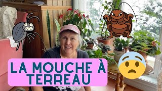 Comment se débarrasser de la mouche à terreau ou sciaride  capsule horticole [upl. by Nordek462]