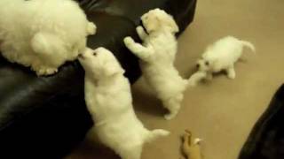 Poppys 7 Week Old Bichon Puppies  mybichoncouk [upl. by Stillman]