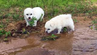 Cute toy Poodle puppy first swim [upl. by Calvina]