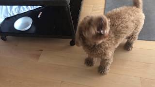 Poodle BARKING  Teddy Bungoo [upl. by Hedve92]