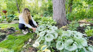 Trimming Brunnera Fixing amp Splitting Hakonechloa All Gold Grass Planting Impatiens Max Outside🐱 [upl. by Marfe]