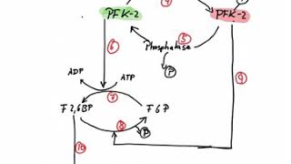 Regulation of Phosphofructokinase [upl. by Aneloc]