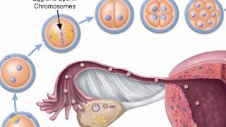 Chapter 29 Zygote Formation [upl. by Kraus745]