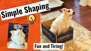 Brain Games for Dogs  Simple Shaping Games [upl. by Marquez]