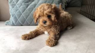 Elle  Toy Cavoodle  9 weeks old [upl. by Shamrao]