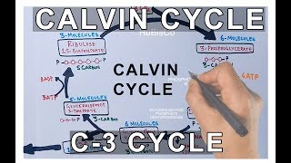 Photosynthesis  Calvin Cycle [upl. by Divod]