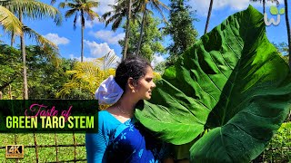 quot Taste of Green Taro Stem quot ചേമ്പിൻ താൾ കറി തോരൻ  ചെമ്മീൻ മസാല  A Kerala traditional life style [upl. by Onafets]