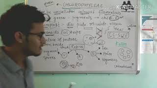 Chlorophyceae Green algae in detail [upl. by Ellett]