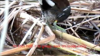 Common Gallinule in Winter California [upl. by Elysee233]