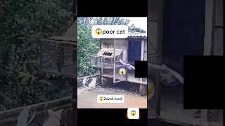 😱Cat attacking the chicken coopattack cat animals tiktok petsattackattack bride kedi shorts [upl. by Kreitman617]