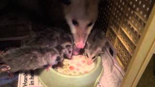 Mom opossum and babies eating [upl. by Ahsema]