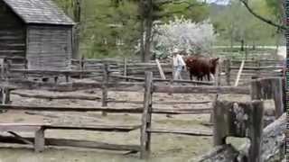 Cow charging woman at the farm [upl. by Crotty21]