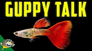 Lets talk Fancy Guppies Guppy Fish Live Stream [upl. by Tavie]