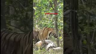 Tiger attack at Jim Corbett with 2 cubs 🐯🐯🐅 viralvideo corbett corbetttigerreserve shorts vlog [upl. by Einej]