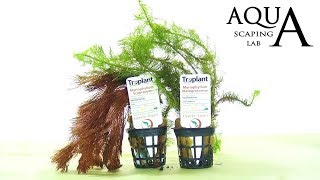 Aquascaping Lab  MYRIOPHYLLUM Aquatic Plant technical description and management all varieties [upl. by Noam]