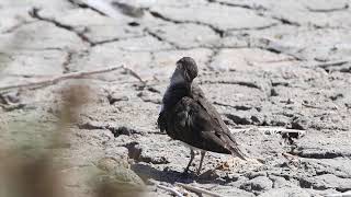 Common Sandpiper [upl. by Ronal]