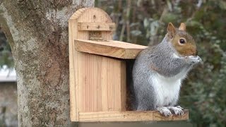 Écureuil  quelle mangeoire installer au jardin pour les écureuils   Truffaut [upl. by Columbine]