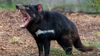 Tasmanian Devil  Animal of the Week [upl. by Eartnoed779]