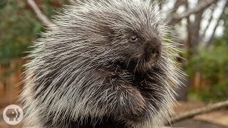 Porcupines Give You 30000 Reasons to Back Off  Deep Look [upl. by Valora460]