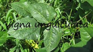 How to Pronounce Vigna unguiculata [upl. by Enasus412]