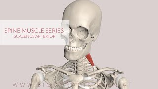 Scalenus Anterior Spine Muscle Series Part 18 3D Animation [upl. by Hamaso]