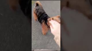 pet welshterrier вельштерьер Джеймс гуляет со своей хозяйкой в парке подпишись вельштерьер [upl. by Miharba]