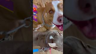 BULL’s LINDAS LINDAS▶️🩳🧡 pitbulll pitbullsongs americanbullymicro shortsyt [upl. by Berkshire]