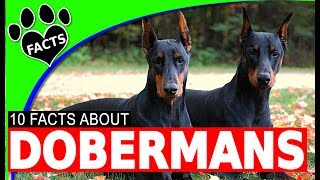 Top 10 Interesting Facts About Doberman Pinschers  Dogs 101 [upl. by Aenehs]