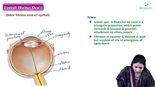 Eyeball  Head and Neck Anatomy  MBBS Lecture [upl. by Awhsoj]