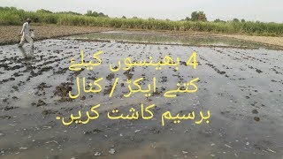 berseem ki kasht  tips for barseem cultivation [upl. by Melcher]