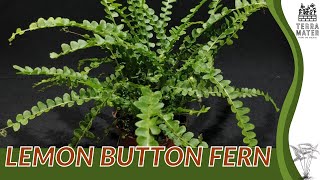 LEMON BUTTON FERN Information Description amp More Nephrolepis cordifolia [upl. by Catharine]