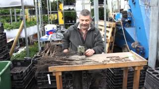 How to graft walnut trees  the Omega cut [upl. by Osicran]