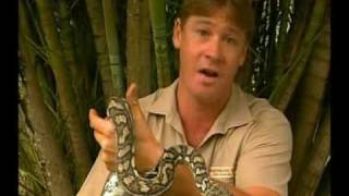 Steve Irwins Wildest Animal Encounters Part 1 [upl. by Shannan]