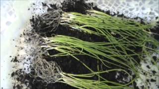 How to plant Red Onions [upl. by Bringhurst478]