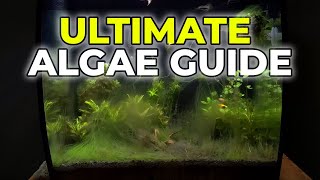 Ultimate Algae Control Guide in Under 5 Minutes [upl. by Oluas]